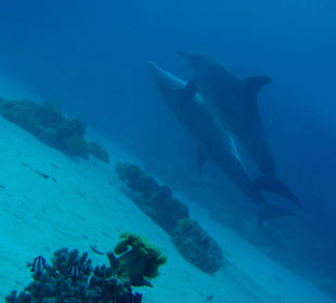 Delfin Tour Hurghada