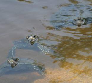 Wasserschildkröten