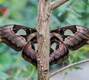 Schmetterlingshaus Usedom