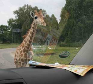 Serengeti Park Hodenhagen