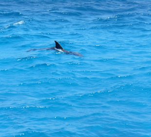 Schnorcheln mit Delphinen