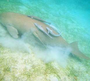 Dugong