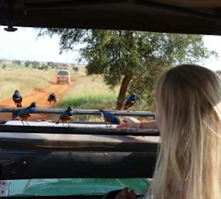 Vögel auf dem Jeepdach