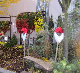 Chrysanthema Lahr