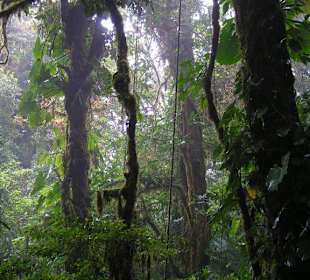 Monteverde Nationalpark