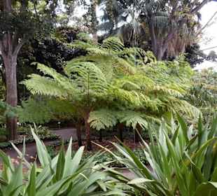 Im Jardín de aclimatación de La Orotava