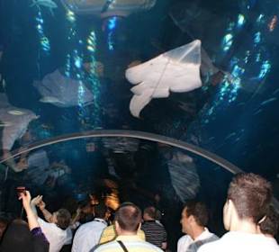 Dubai Aquarium & Underwater Zoo
