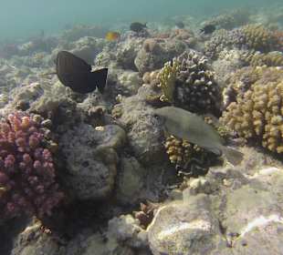 Bucht Hotel Iberotel Coraya Beach