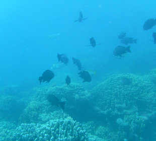 Tauchgebiet Poseidon Garden