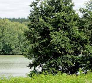 Auf dem Rundweg um den Dammer Bergsee