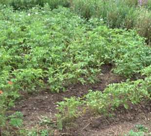 ALB-GOLD Naturgarten