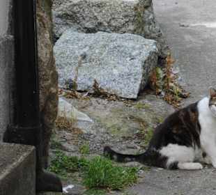 Mousehole Katze