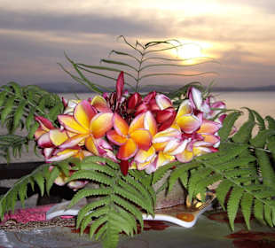 Blumen zum Abendessen