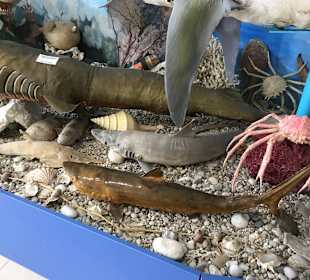 Inselrundfahrt Korfu