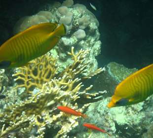 Coraya Bay, Unterwasserwelt