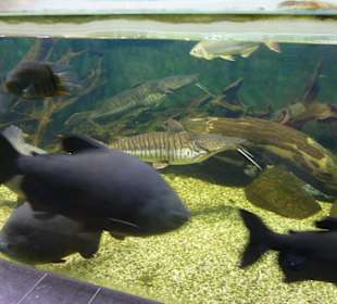 Aquarium - Unterwasserwelt mit Fischen