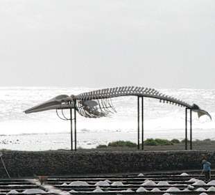 Salzbecken und Walskelett