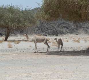 Baby Kamel im Wadi. Ca. 1 Monat