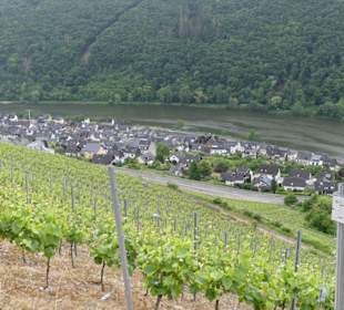 Am Weinberg entlang runter nach Klotten 