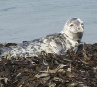 Aufmerksamer Beobachter