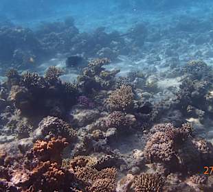 Korallen Riff mit Fisch