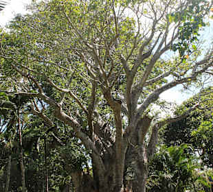 Pampelmousse (Baobab-Baum)