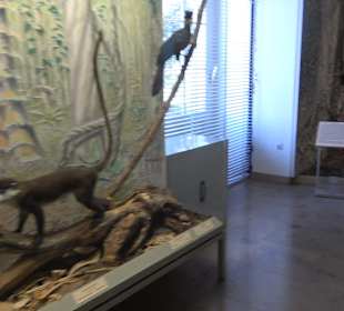 Staatliches Naturkunde Museum