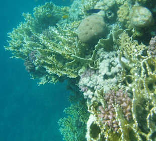 Riff in Sharm el Naga