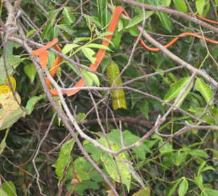 Khao Yai Nationalpark