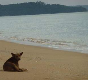 Der Hund und das Meer