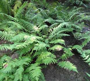Im Farngarten von Schloss Trauttmansdorff