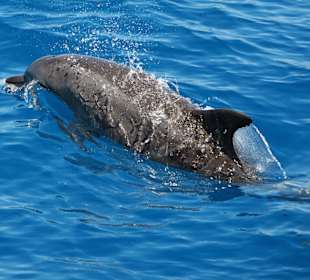 Delfin in der Hervey Bay