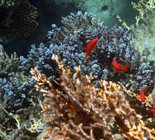 Schnorcheln Marsa Alam