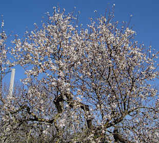 Mandelblüte
