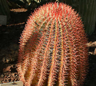 Ferocactus