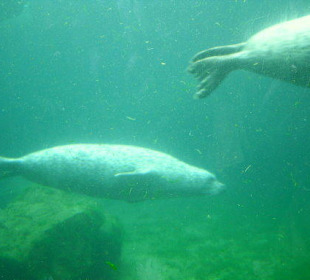 Unter Wasser sehen sie noch besser aus