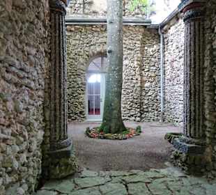 Die Buche im Innenhof