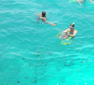 Fischies in Action