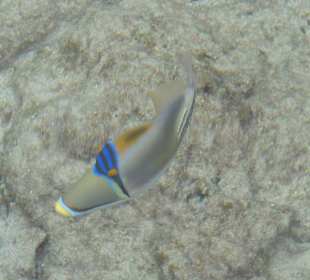 Die schöne Fischwelt