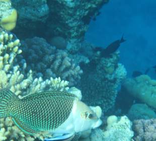 Hausriff Arabia Azur Resort