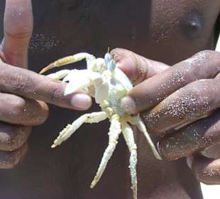 Schnorchelausflug Giftun