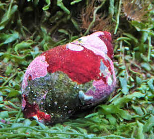 Impressionen aus dem Aquazoo Löbbecke Museum