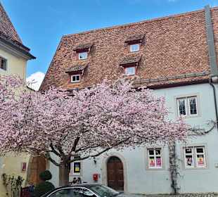 Pracht - Frühlingsbaum