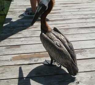 Pelikan am Anleger