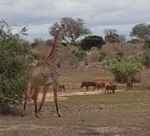 Tiere...Tiere.....Tiere 