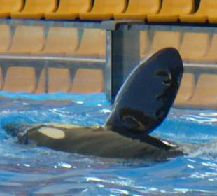 Wal-Show im Loropark