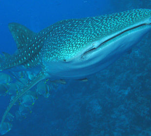 Ras Mohammed National Park