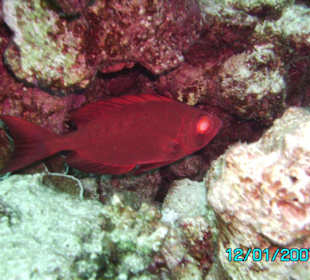 Lippfisch?