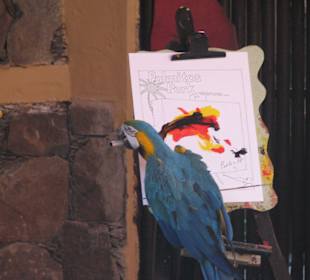 Papageienshow - Papagayo Picasso