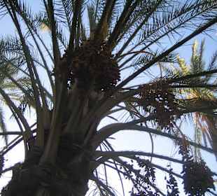 Palmen kurz nach Sonnenaufgang